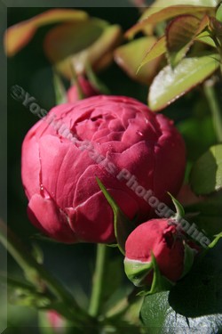 Roseraie du Jardin de Bagatelle  Rose "Pomponella"